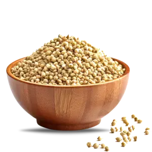 Coriander